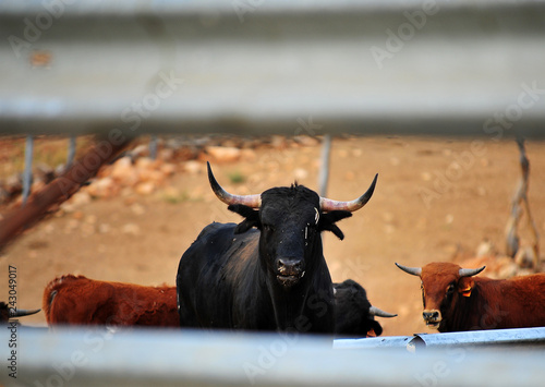 toro en españa con grandes cuernos