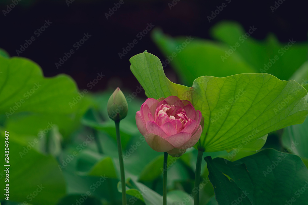 blooming sacred lotus flower. space for copy.