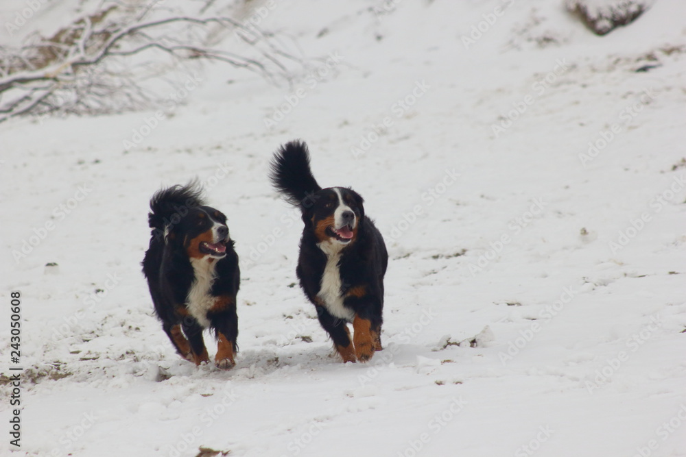 Bernese mountain dogs at snow Bernese mountain dogs at snow