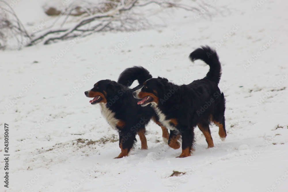 Bernese mountain dogs at snow Bernese mountain dogs at snow