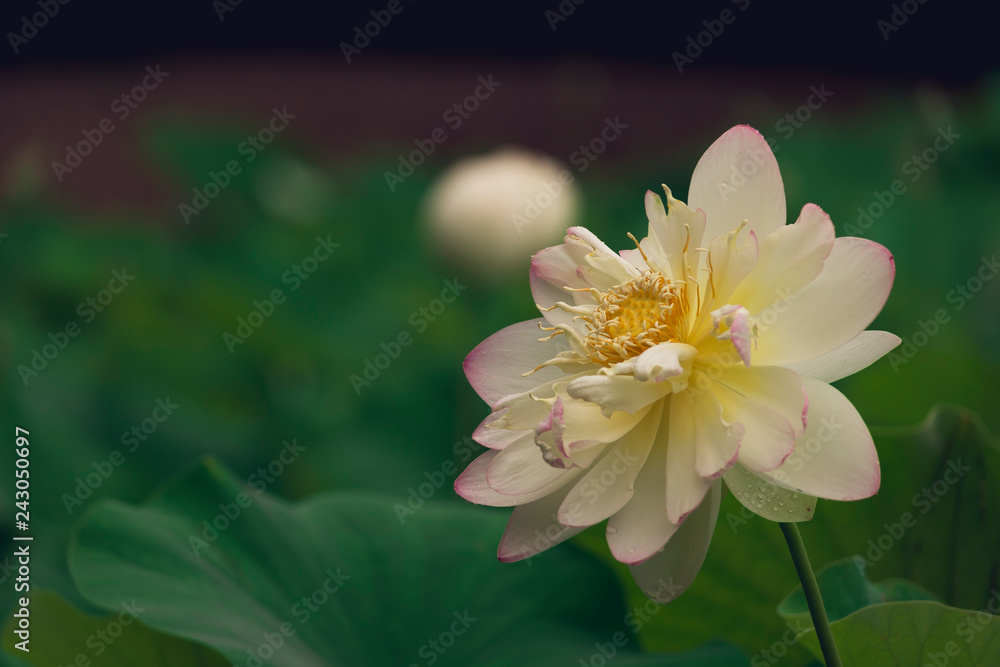 blooming sacred lotus flower. space for copy.