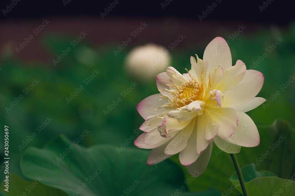 blooming sacred lotus flower. space for copy. blooming sacred lotus flower. space for copy.