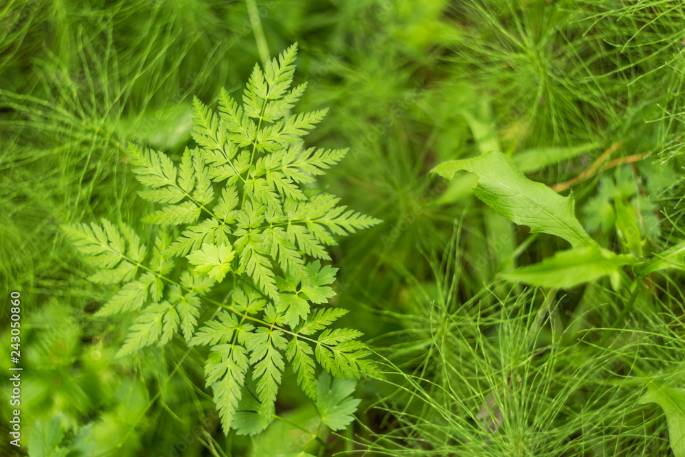 Green leaves, plants and grass abstract nature background