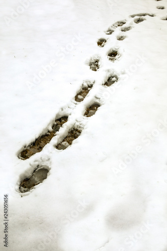 Snow Prints