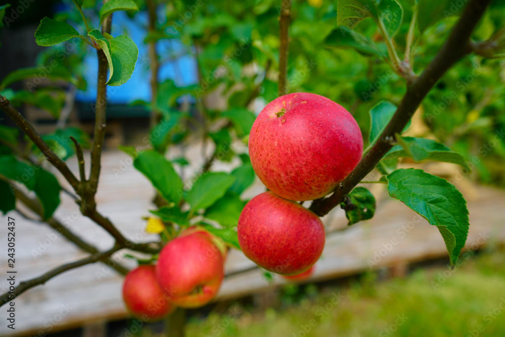 Obraz premium Knallrote Äpfel an einem Apfelbaum vor einer Terasse