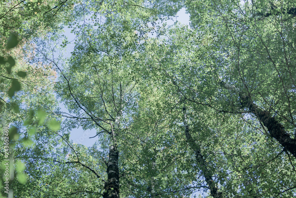 Fototapeta premium Overhead birch tree canopy of branches and lime green leaves