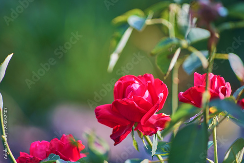 einzelne Rose in einem grünen Garten