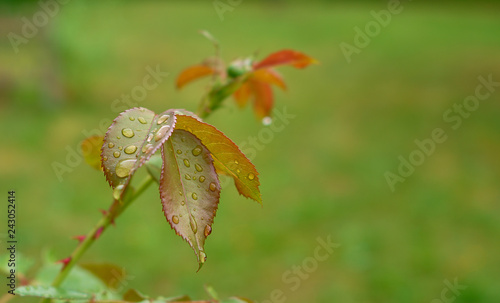 Von Tau überzogenes Rosenblatt