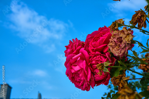 älteres Rosenbündel vor einem blauen Himmel mit Wolken