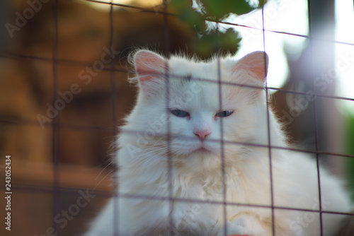 Kartze hinter einem Käfig