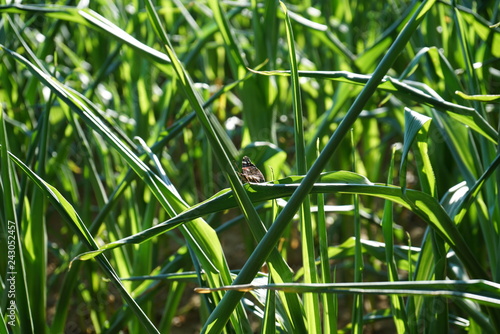Schetterling in einem Labyrinth aus Grashalmen