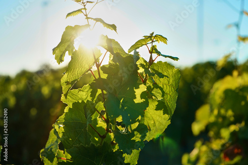 scheinende Sonne durch einen Weinberg