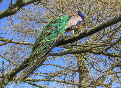 peacock on the tree