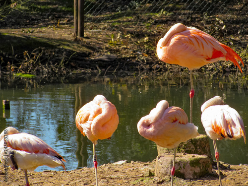 flamingos