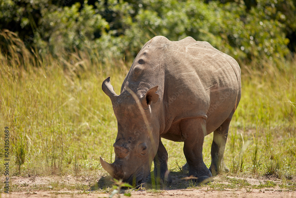 Ziwa Rhino Sanctuary Ziwa Rhino Sanctuary