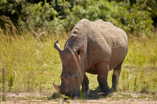 Ziwa Rhino Sanctuary