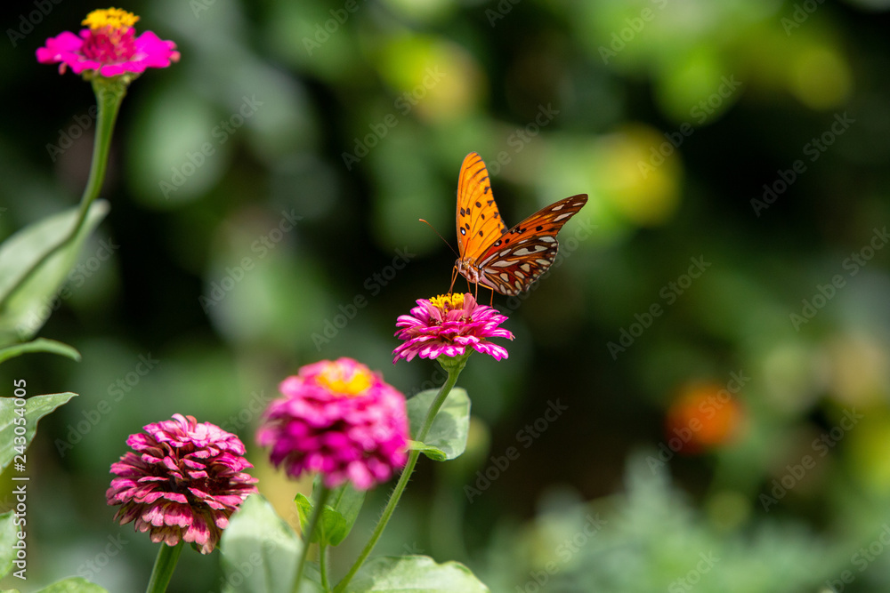 butterfly on flower butterfly on flower