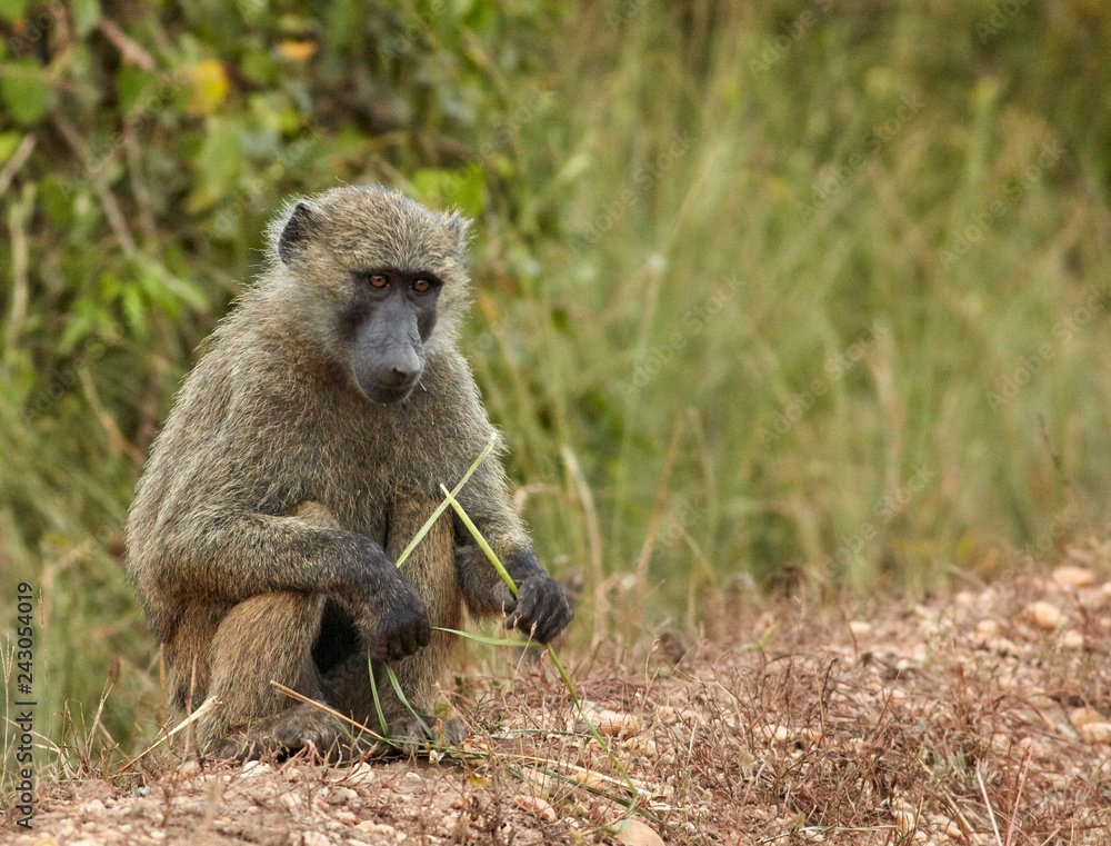 Wildlife of Murchison Falls National Park Wildlife of Murchison Falls National Park