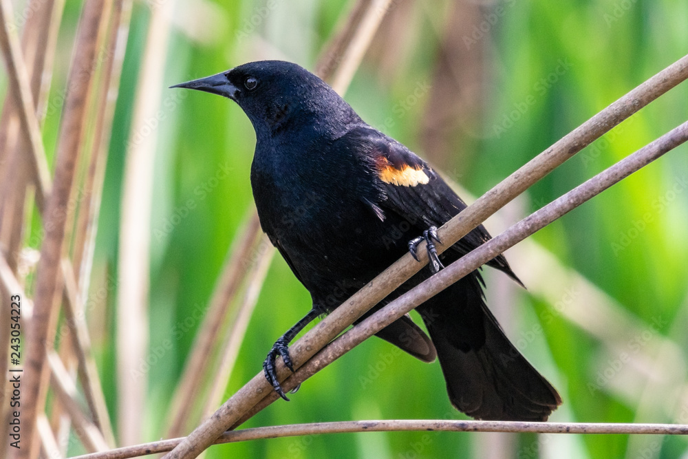 Fototapeta premium Male Red-winged Blackbird on some straw in a wetlands