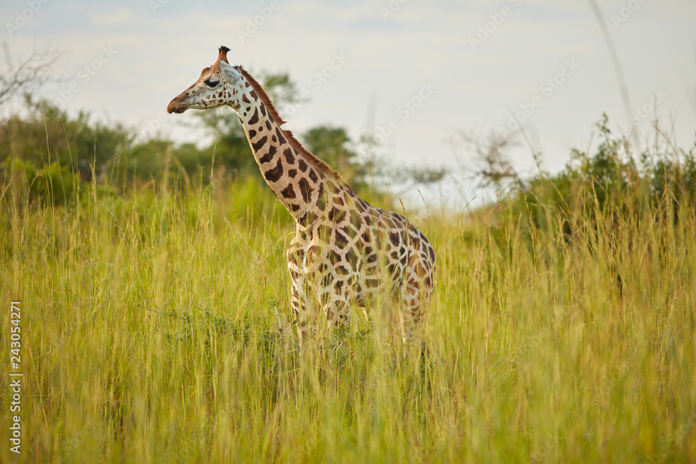 Fototapeta premium Wildlife of Murchison Falls