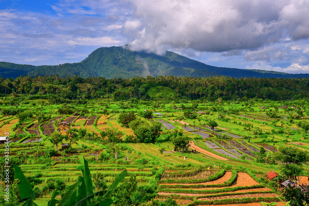 Scenic view of the rice terraces in Bali
