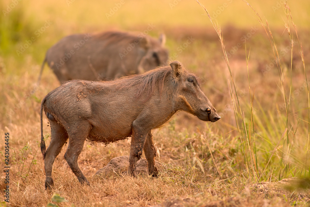 Wildlife of Murchison Falls