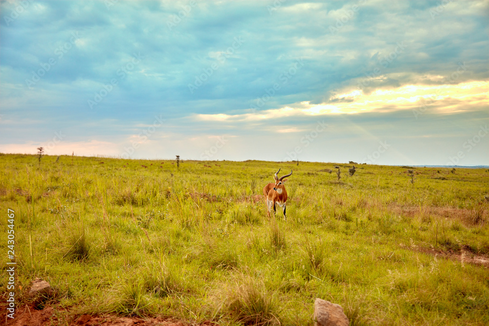 Naklejka premium Murchison Falls National Park