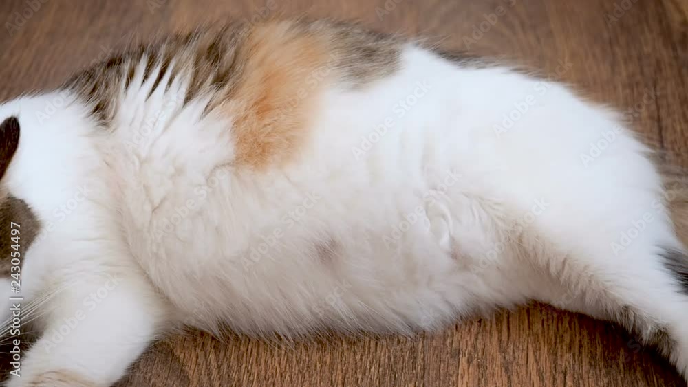 Big belly pregnant cat. Kittens are moving in the cat's stomach. Not