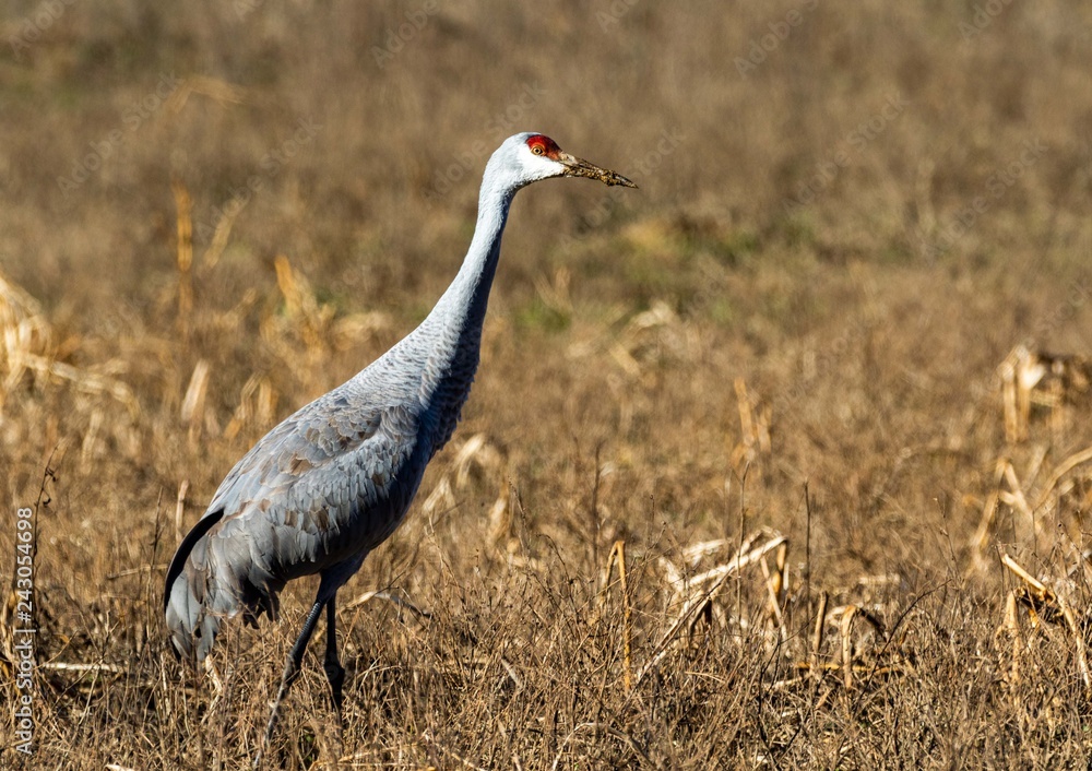 Naklejka premium sandhill crane
