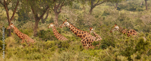 Wildlife of Murchison Falls photo