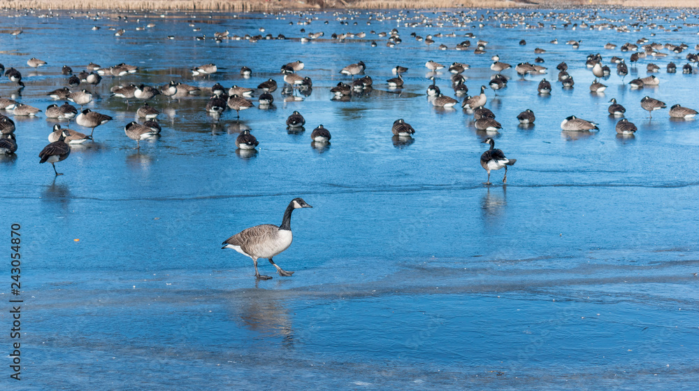 canada geese on frozen pond