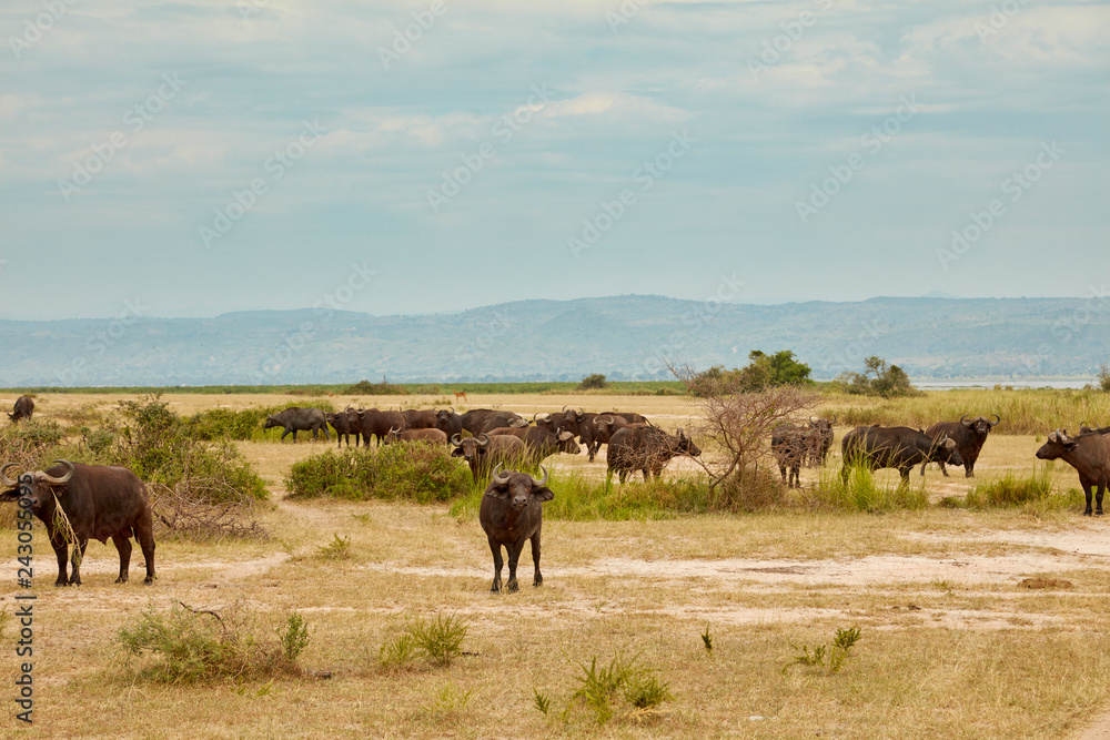 Murchison Falls Wildlife Murchison Falls Wildlife