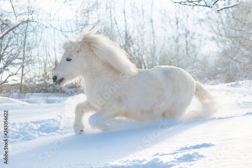 snowy white cute fluffy pony runs free in snowy winter