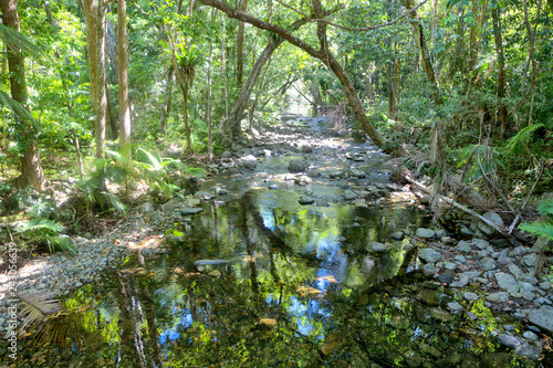 Fototapeta Naklejka Na Ścianę i Meble -  Reflections on idyllic Oliver Creek in The Daintree, Tropical North Queensland, Australia