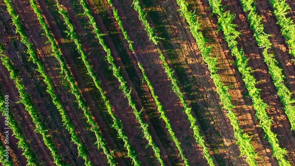 Backgrounds with plants in rows Backgrounds with plants in rows