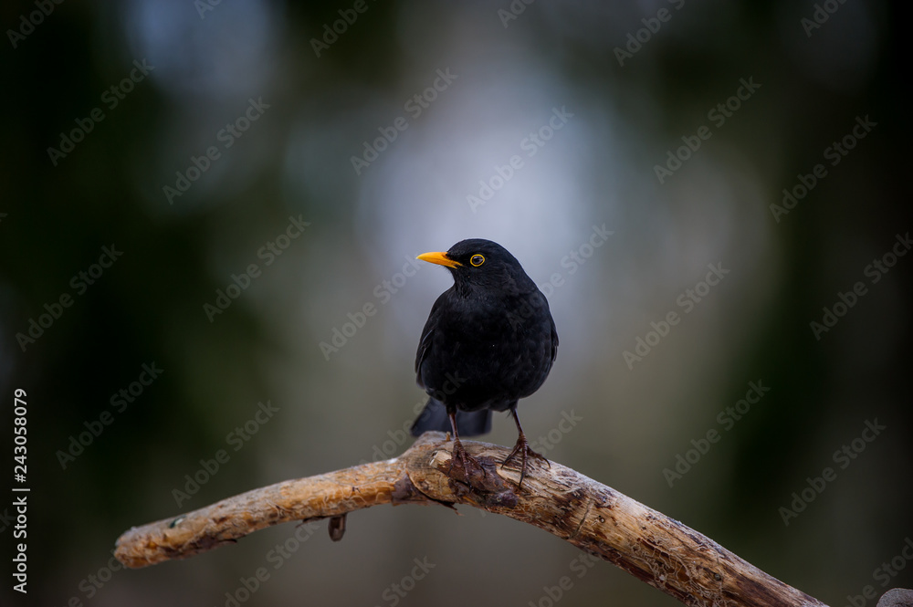 Male blackbird perching on an old pine branch Male blackbird perching on an old pine branch