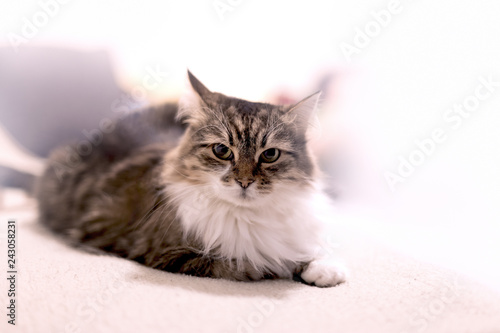 Beautiful long-haired cat lies on bad, cat looks and poses
