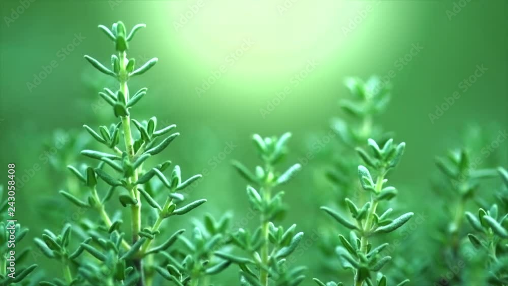 Thyme. Organic aromatic herbs. Thyme closeup growing in a garden. Seasoning, cooking ingredients. Slow motion 4K UHD video footage. 3840X2160 Thyme. Organic aromatic herbs. Thyme closeup growing in a garden. Seasoning, cooking ingredients. Slow motion 4K UHD video footage. 3840X2160