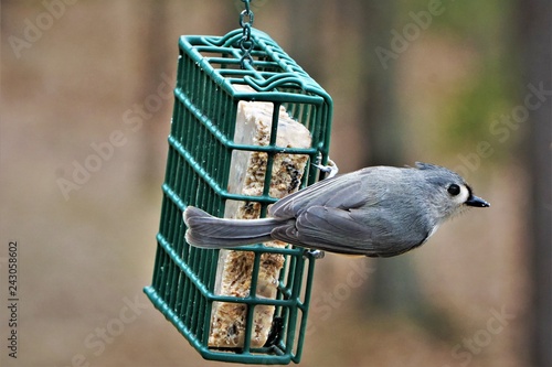 Bild auf Leinwand A single tufted titmouse (Baeolophus bicolor) perching on green suet feeder enjoy eating and relaxing on the background of blurry garden, Winter in Georgia USA