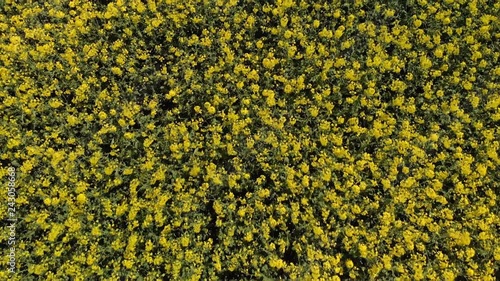 Aerial view of blooming Rapeseed Fields at a sunny Day