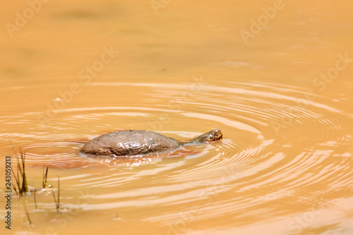 Murchison Falls Wildlife