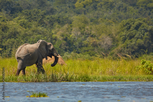 Murchison Falls Wildlife