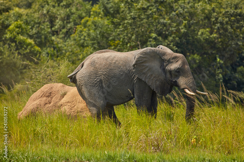 Murchison Falls Wildlife