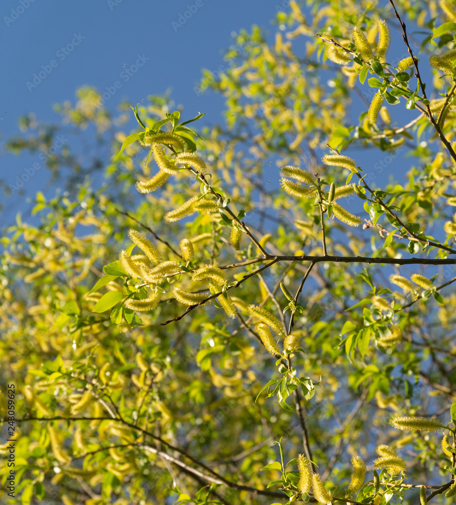 Flowering yellow willow branches. Spring Flowering yellow willow branches. Spring