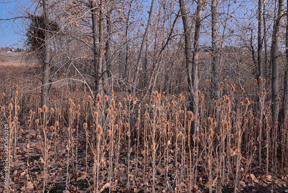 custom made wallpaper toronto digitalViews from the Cradleboard Trail walking path on the Carolyn Holmberg Preserve in Broomfield Colorado surrounded by Cattails, wildlife, plains and Rocky mountain landscape during fall close to winter.