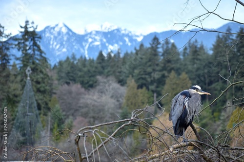 great blue heron in a tree