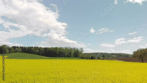 Aerial view of blooming Rapeseed Fields at a sunny Day