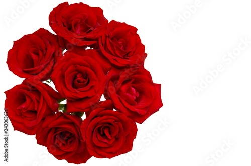 Fresh red roses which the couple like to give each other for Valentine   s Day in 14 February of every year isolated on white background with space for text. 