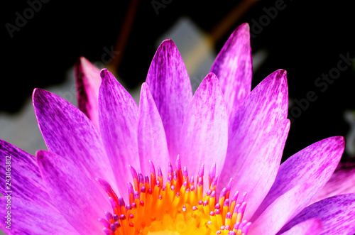 pink water lily with macro close up backgrounds texture