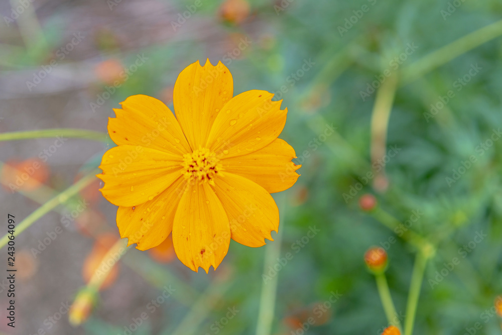 道端のキバナコスモス Stock Photo Adobe Stock 道端のキバナコスモス Stock Photo Adobe Stock